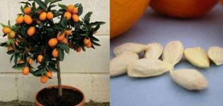 Plantar, cultivar y cuidar una naranja en casa