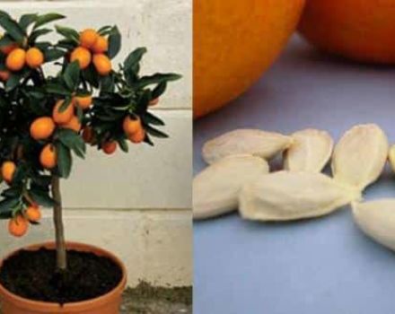 Planting, growing and caring for an orange at home