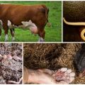 Signes et symptômes des vers chez les vaches et les veaux, traitement et prévention