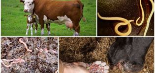 Signes et symptômes des vers chez les vaches et les veaux, traitement et prévention