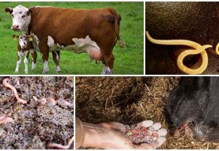 Signs and symptoms of worms in cows and calves, treatment and prevention