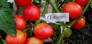 Description de la variété de tomate O La La et de ses caractéristiques