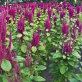 Useful properties and use of amaranth in cosmetology and traditional medicine