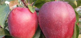 Description and characteristics of the Modi apple tree, yield, planting and care