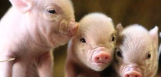 Rules for breeding piglets at home for beginners, profitability