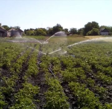 The timing of when to water the potatoes for a good harvest