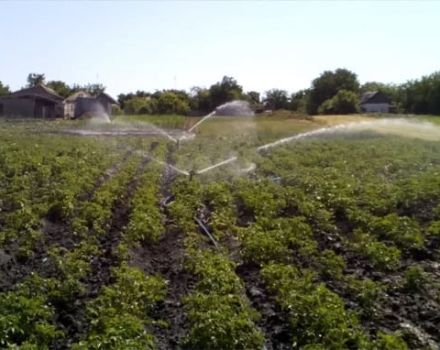 The timing of when to water the potatoes for a good harvest