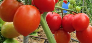 Caractéristiques et description de la variété de tomate Stolypin, son rendement