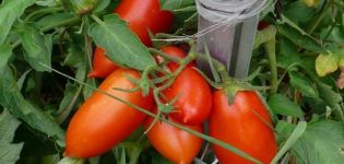 Description of the tomato variety Ukhazher and its characteristics