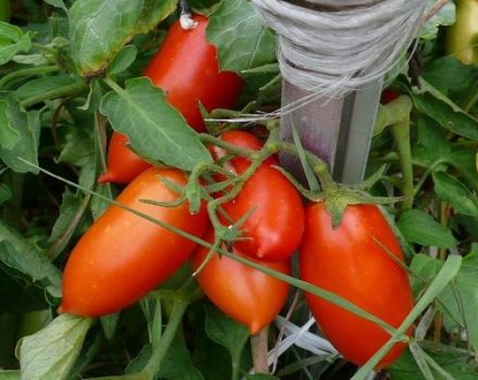 Descripción de la variedad de tomate Ukhazher y sus características.