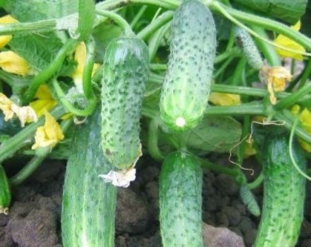 Description of the Crispin cucumber variety, its characteristics and yield