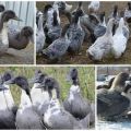 Description and characteristics of blue favorite ducks breed, their cultivation