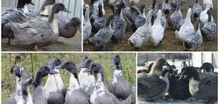 Description et caractéristiques de la race de canards bleus préférés, leur culture