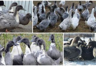 Description et caractéristiques de la race de canards bleus préférés, leur culture