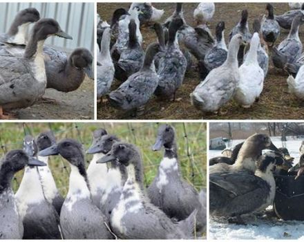 Description et caractéristiques de la race de canards bleus préférés, leur culture