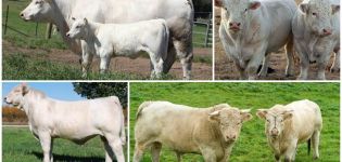 Opis i karakteristike goveda Charolais, značajke sadržaja