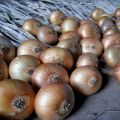 Cultivar, cuidar y alimentar cebollas en un nabo en campo abierto.