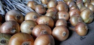 Growing, caring for and feeding onions on a turnip in the open field