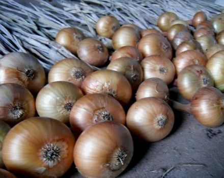 Growing, caring for and feeding onions on a turnip in the open field