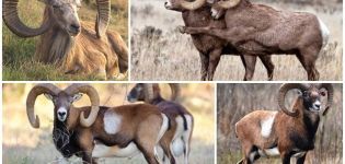 Description et variétés de béliers sauvages aux cornes torsadées, où ils vivent