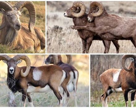 Descripción y variedades de carneros salvajes con cuernos retorcidos, donde viven.