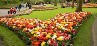 How to plant tulips beautifully, the choice of varieties and design ideas