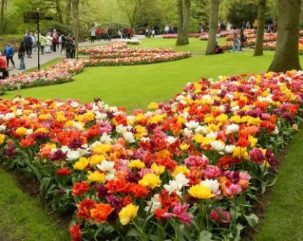 How to plant tulips beautifully, the choice of varieties and design ideas