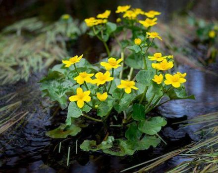 Paglalarawan ng iba't ibang marigold iba't-ibang, mga tampok ng pagtatanim at pangangalaga