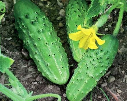 Características y descripción del pepino del Lejano Oriente, su cultivo.