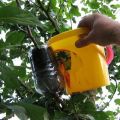 Métodos de propagación del manzano en casa mediante esquejes en verano, cuidado de las plantas.