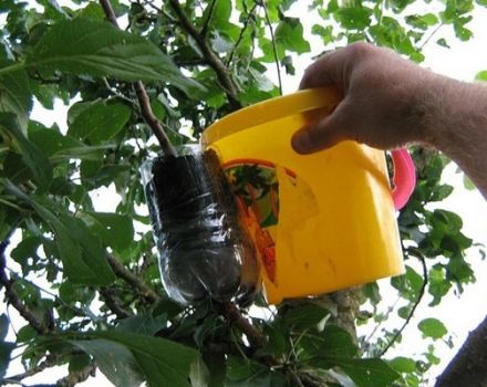 Métodos de propagación del manzano en casa mediante esquejes en verano, cuidado de las plantas.