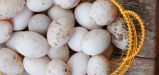 The size of duck eggs and the benefits and harms to the body, can it be eaten and in what form