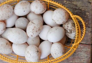 El tamaño de los huevos de pato y los beneficios y daños para el cuerpo, se puede comer y en qué forma.