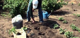 Growing and caring for perennial tomatoes on the windowsill and in the garden