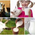 Fat content of goat and cow milk and how to determine at home