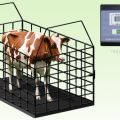 Table for measuring live weight of cattle, top-3 methods of determination