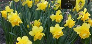 Description of the daffodil variety Dick Wilden, growing rules and propagation methods