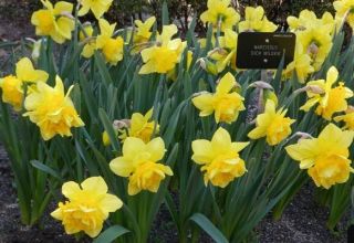 Description of the daffodil variety Dick Wilden, growing rules and breeding methods