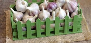 When to harvest garlic in a rainy summer to save it from rot?