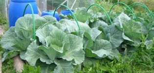 How to process or spray cabbage from pests with folk remedies