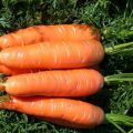 Characteristics and description of the Nantes carrot variety, ripening time and cultivation