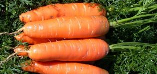 Characteristics and description of the Nantes carrot variety, ripening time and cultivation