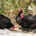 Description of the 6 best breeds of chickens with black plumage and rules of keeping