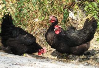 Descripción de las 6 mejores razas de pollos con plumaje negro y reglas de crianza.