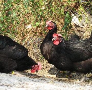 Description des 6 meilleures races de poulets au plumage noir et règles d'élevage