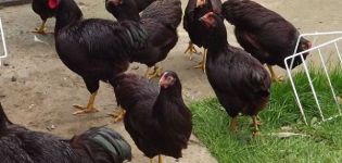 Description and characteristics of Rhode Island chickens, breeding features