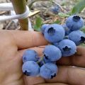 Description and characteristics of the Toro blueberry variety, planting and care rules