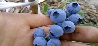 Description et caractéristiques de la variété de myrtilles Toro, règles de plantation et d'entretien