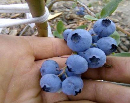 Penerangan dan ciri-ciri varieti, peraturan penanaman dan penjagaan blueberry Toro