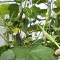 Planting, growing and the best varieties of cucumbers for a polycarbonate greenhouse in the Moscow region